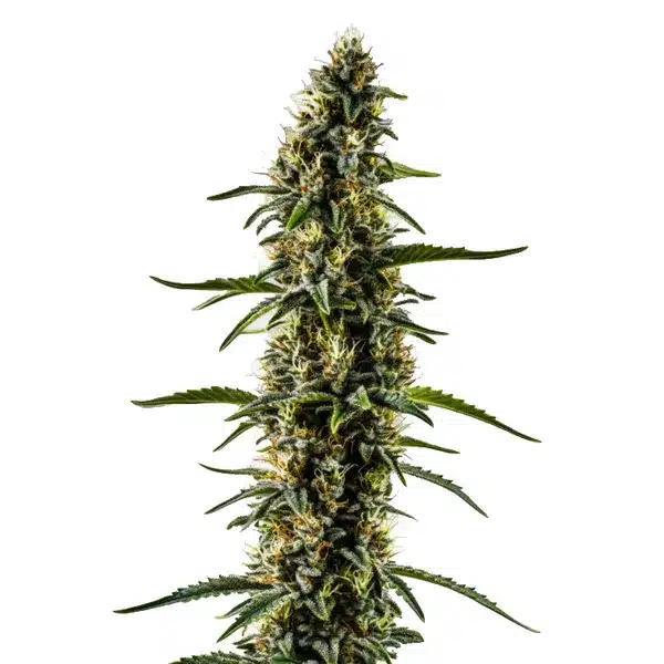 CBD Kush 1-1 plant with dense buds and dark green leaves.