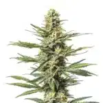 CBD Mexican cannabis with slender leaves, light frosty trichomes, and citrus aroma