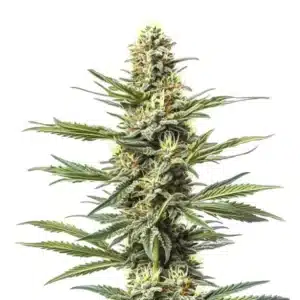CBD Mexican cannabis with slender leaves, light frosty trichomes, and citrus aroma