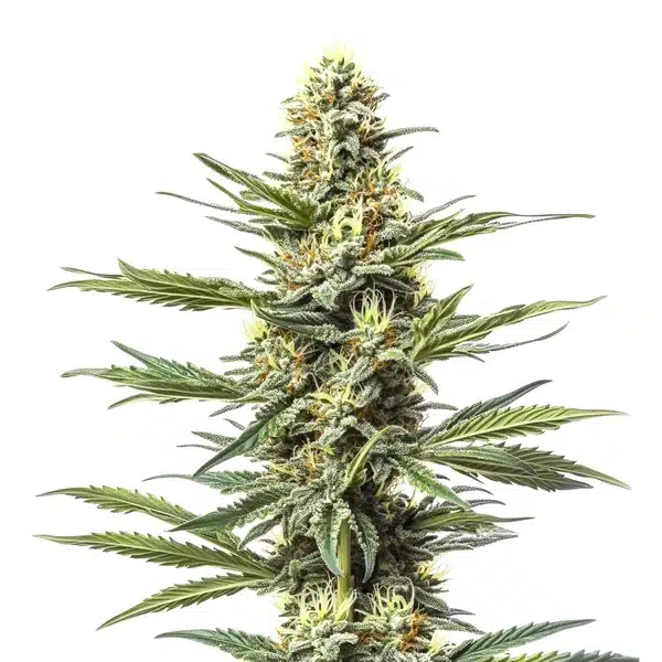 CBD Mexican cannabis with slender leaves, light frosty trichomes, and citrus aroma
