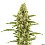 CBD Shishkaberry x Candida bud with purple-green hues, covered in crystal-like resin