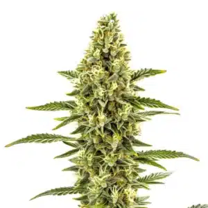 CBD Shishkaberry x Candida bud with purple-green hues, covered in crystal-like resin