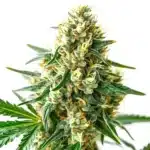 CBD Wellness cannabis flower with compact resinous buds and calming green tones