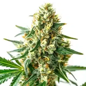 CBD Wellness cannabis flower with compact resinous buds and calming green tones