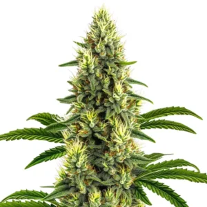 California Dream strain with resinous buds, orange pistils, and vibrant green leaves.