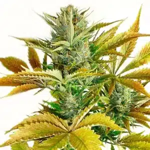 California Haze cannabis plant with dense green buds and frosty trichomes.