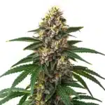 Frosty Candy Kush cannabis bud with orange pistils and a thick layer of white trichomes.