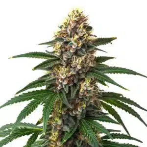 Frosty Candy Kush cannabis bud with orange pistils and a thick layer of white trichomes.