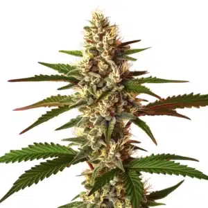 Candy Punch Regular buds with sugar-coated trichomes and vivid green leaves.