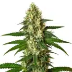 Carmen 2.0 cannabis with dense green buds and orange hairs.