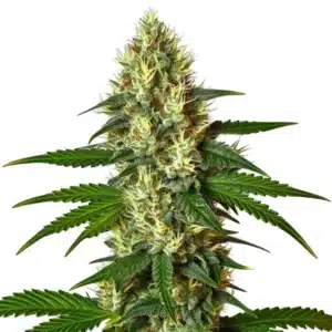 Carmen 2.0 cannabis with dense green buds and orange hairs.