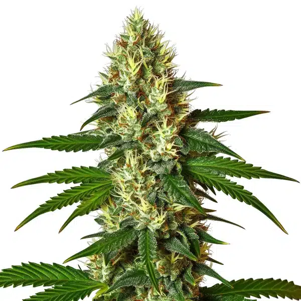 Carmen 2.0 cannabis with dense green buds and orange hairs.