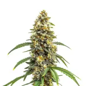Sativa-dominant Carmen x Durban Poison bud with elongated shape and vibrant green tones.