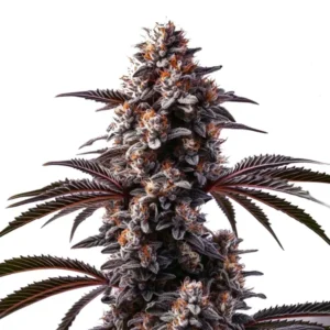 Close-up of a Cement Shoes cannabis plant with dark purple buds and frosty trichomes.