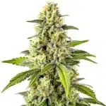 Dense Cheese cannabis strain covered in frosty trichomes, with vibrant green leaves and orange pistils.