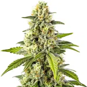 Dense Cheese cannabis strain covered in frosty trichomes, with vibrant green leaves and orange pistils.