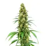 Dense Cheese Diesel cannabis bud with vibrant green leaves and orange pistils covered in trichomes.