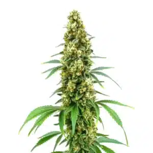 Dense Cheese Diesel cannabis bud with vibrant green leaves and orange pistils covered in trichomes.