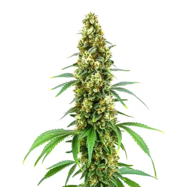 Dense Cheese Diesel cannabis bud with vibrant green leaves and orange pistils covered in trichomes.