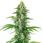 Chocolope x Candy cannabis cola covered in crystals with vivid green leaves and orange pistils.