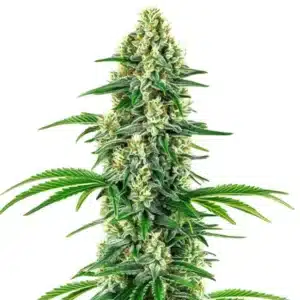 Chocolope x Candy cannabis cola covered in crystals with vivid green leaves and orange pistils.