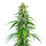 Chocolope x Kush cannabis plant with thick buds, dark green leaves and dense trichome coverage.