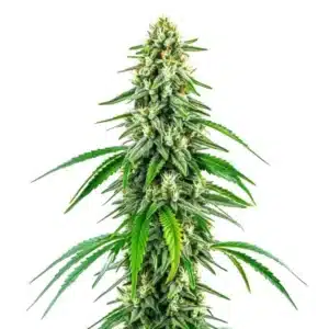 Chocolope x Kush cannabis plant with thick buds, dark green leaves and dense trichome coverage.