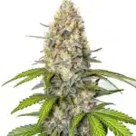 Chronic Widow strain displaying dense, trichome-coated buds with dark green foliage.