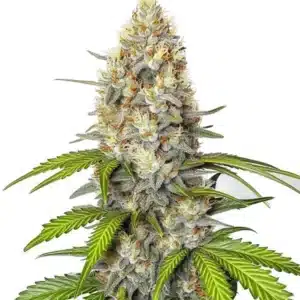Chronic Widow strain displaying dense, trichome-coated buds with dark green foliage.