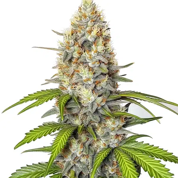 Chronic Widow strain displaying dense, trichome-coated buds with dark green foliage.