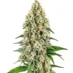 Cinderella 99 strain with compact, trichome-rich buds and vibrant green leaves.