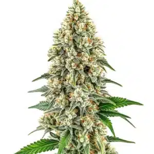 Cinderella 99 strain with compact, trichome-rich buds and vibrant green leaves.