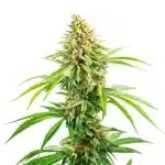 Cinderella 99 Fast Version cannabis with tall, sativa-like structure and orange pistils on compact buds.