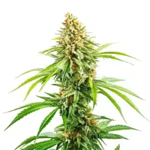 Cinderella 99 Fast Version cannabis with tall, sativa-like structure and orange pistils on compact buds.