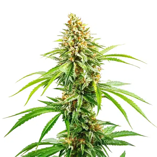 Cinderella 99 Fast Version cannabis with tall, sativa-like structure and orange pistils on compact buds.
