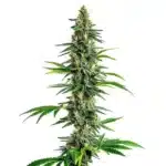 Cinderella 99 x Amnesia Haze cannabis strain with elongated, resinous buds and green-orange hues.