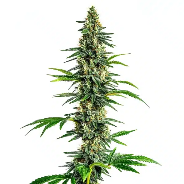 Cinderella 99 x Amnesia Haze cannabis strain with elongated, resinous buds and green-orange hues.
