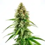 Cinderella 99 x Blueberry plant with resin-coated buds and bright green leaves, rich in fruity aromas.