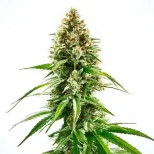 Cinderella 99 x Blueberry plant with resin-coated buds and bright green leaves, rich in fruity aromas.