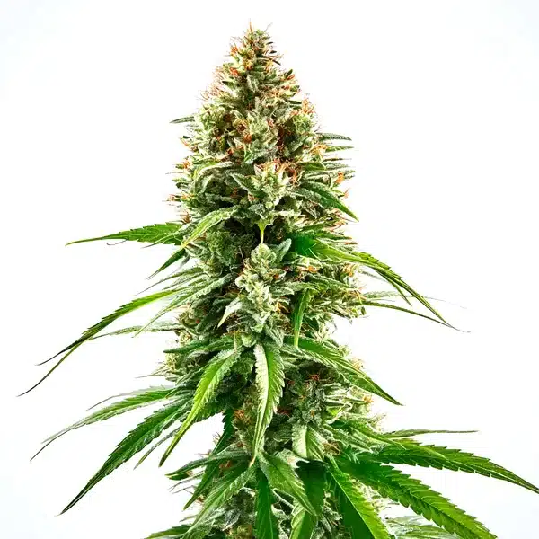 Cinderella 99 x Blueberry plant with resin-coated buds and bright green leaves, rich in fruity aromas.
