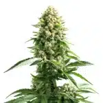 Cinderella 99 x Kali Mist plant with elongated cola, narrow green leaves, and orange pistils.