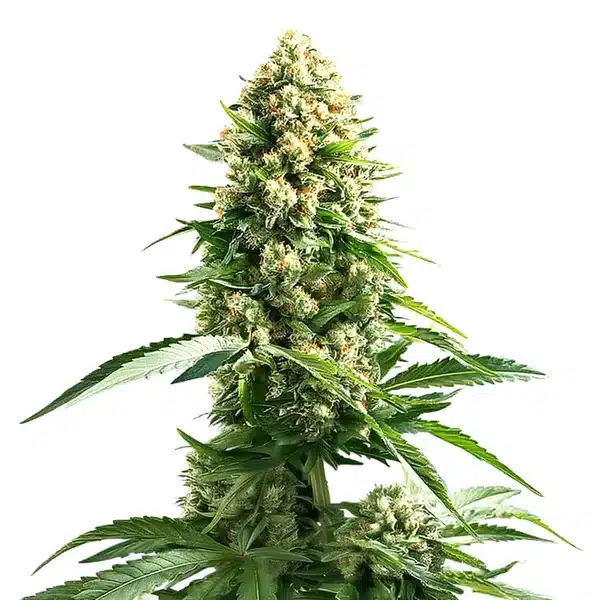 Cinderella 99 x Kali Mist plant with elongated cola, narrow green leaves, and orange pistils.