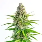 Cinderella 99 x Lemon Pie cannabis with frosty citrus-scented buds and vibrant orange hairs.
