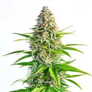 Cinderella 99 x Lemon Pie cannabis with frosty citrus-scented buds and vibrant orange hairs.