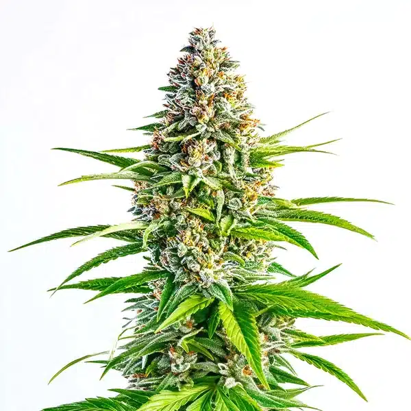 Cinderella 99 x Lemon Pie cannabis with frosty citrus-scented buds and vibrant orange hairs.