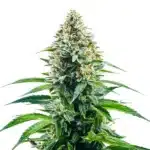 Cinderella 99 x Tangilope plant with citrus-aroma buds and slender, vibrant green leaves.