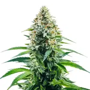 Cinderella 99 x Tangilope plant with citrus-aroma buds and slender, vibrant green leaves.