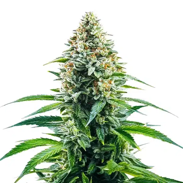 Cinderella 99 x Tangilope plant with citrus-aroma buds and slender, vibrant green leaves.