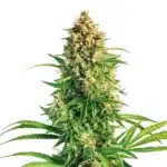 Cinderella 99 x Taskenti marijuana plant with chunky buds and broad, deep green foliage.