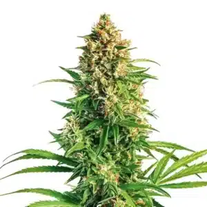 Cinderella 99 x Taskenti marijuana plant with chunky buds and broad, deep green foliage.